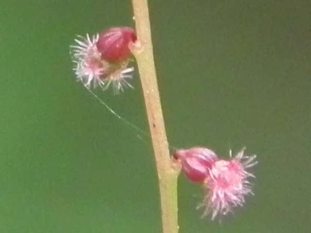 アリノトウグサ花