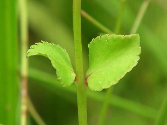 アリノトウグサ葉