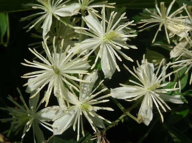ボタンヅル花