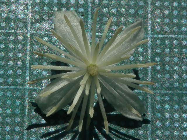 ボタンヅル花