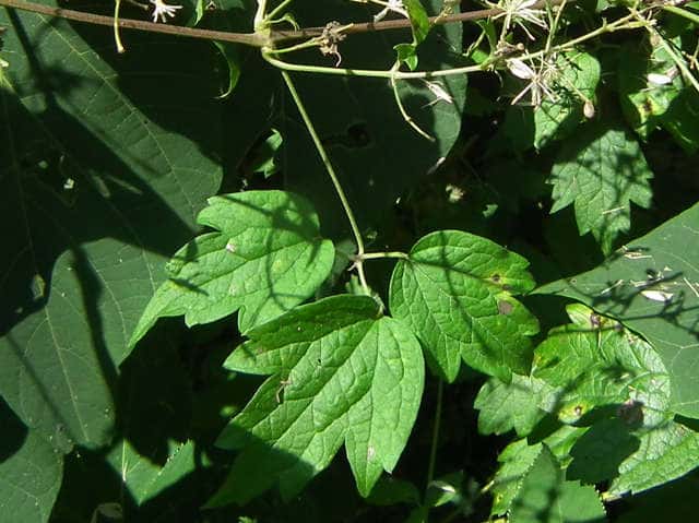 ボタンヅル葉