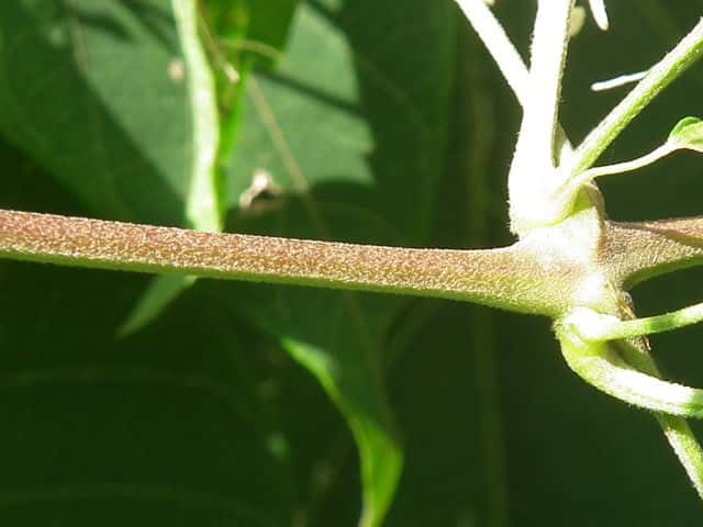 ボタンヅル茎