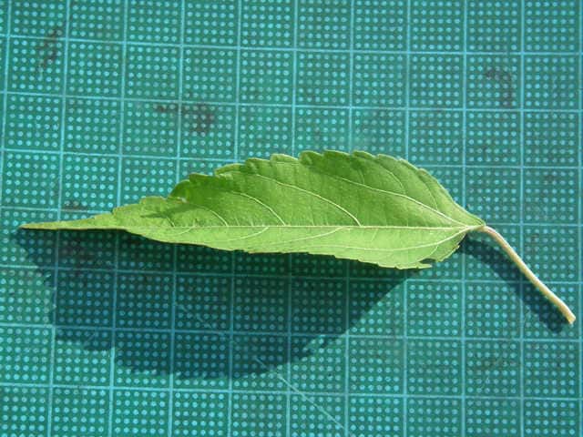 エノキグサ葉