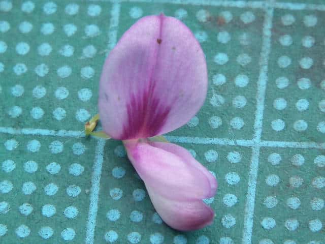 トウクサハギ花