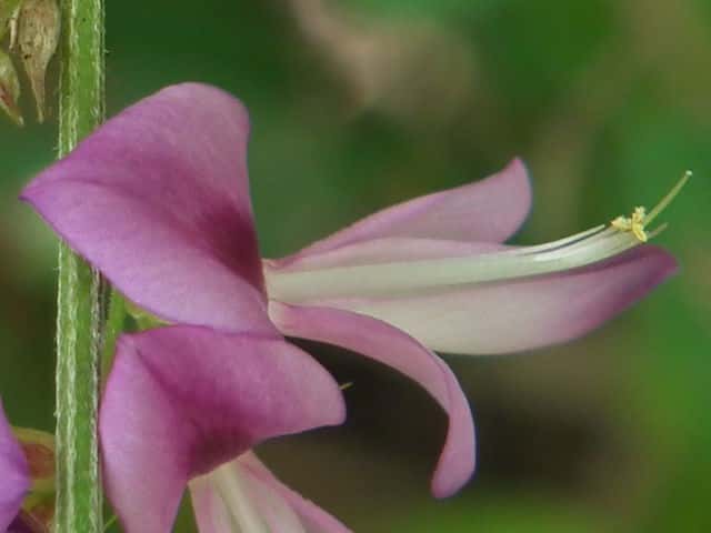 トウクサハギ花
