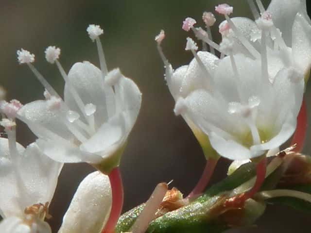 シロバナサクラタデ花