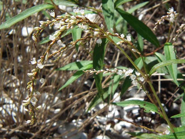シロバナサクラタデ花序