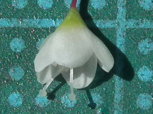 シロバナサクラタデ花