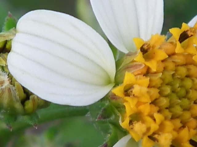 コシロノセンダングサ舌状花
