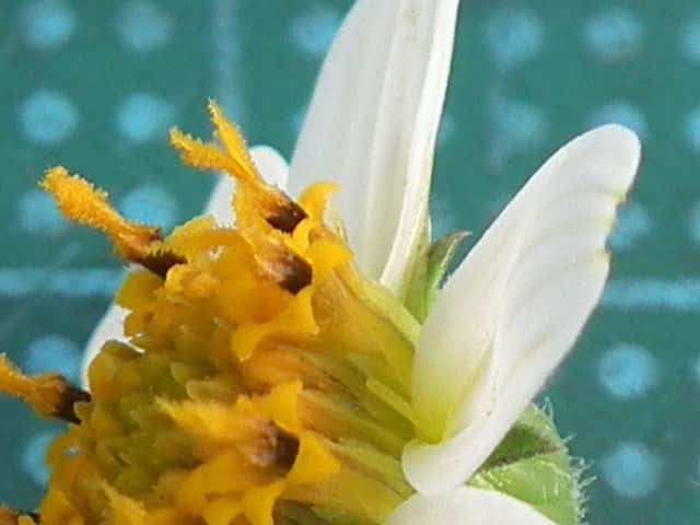 コシロノセンダングサ花