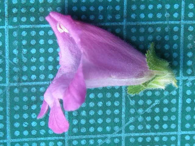 コシオガマ花