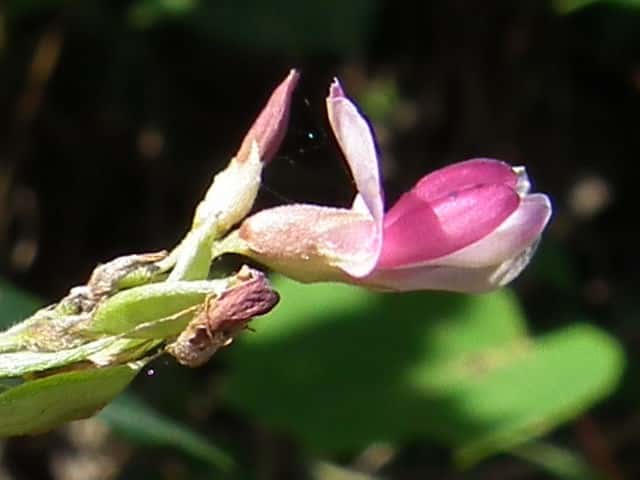 ニシキハギ花