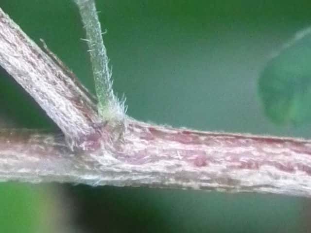 アカバナメドハギ茎