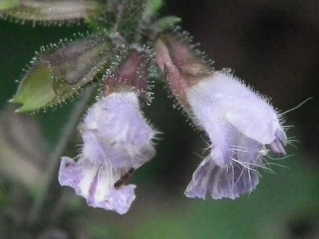 アキノタムラソウ花