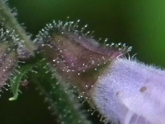 アキノタムラソウ萼