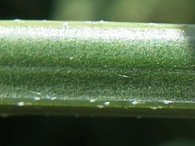 アレチハナガサ茎