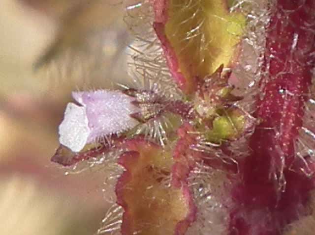 シラゲヒメジソ花
