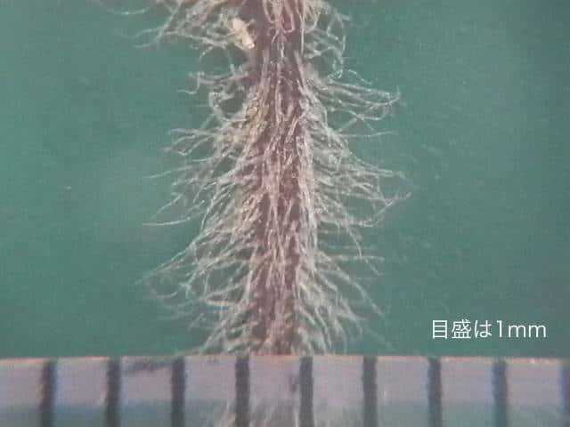 シラゲヒメジソ茎