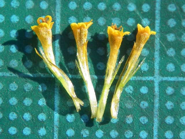 アイノコセンダングサ筒状花