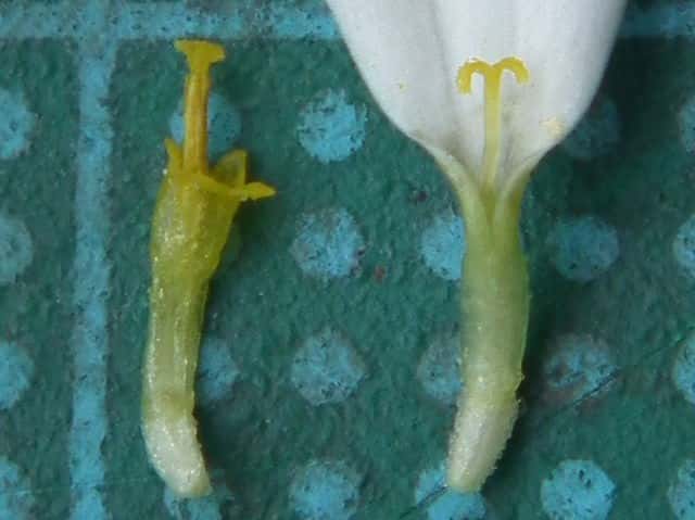 リュウノウギク舌状花筒状花