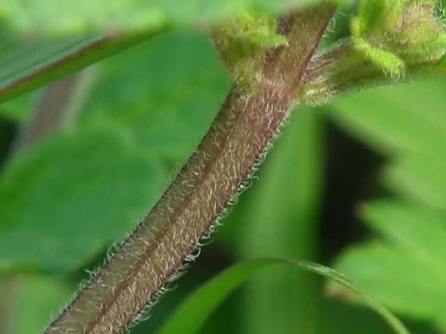 タツナミソウ茎