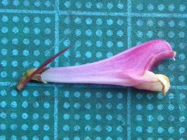 ミヤマママコナ花