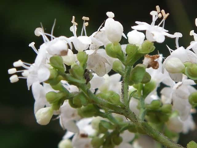 オトコエシ花