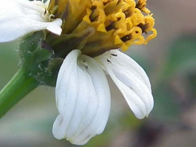 コシロノセンダングサ花