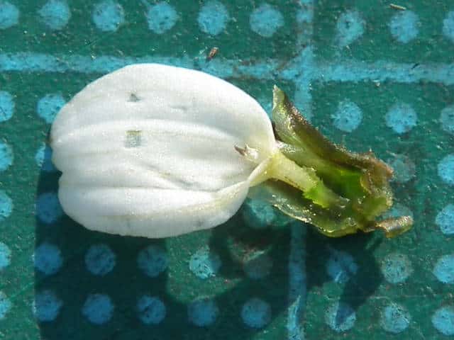 コシロノセンダングサ舌状花