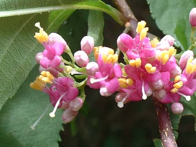 ムラサキシキブ花