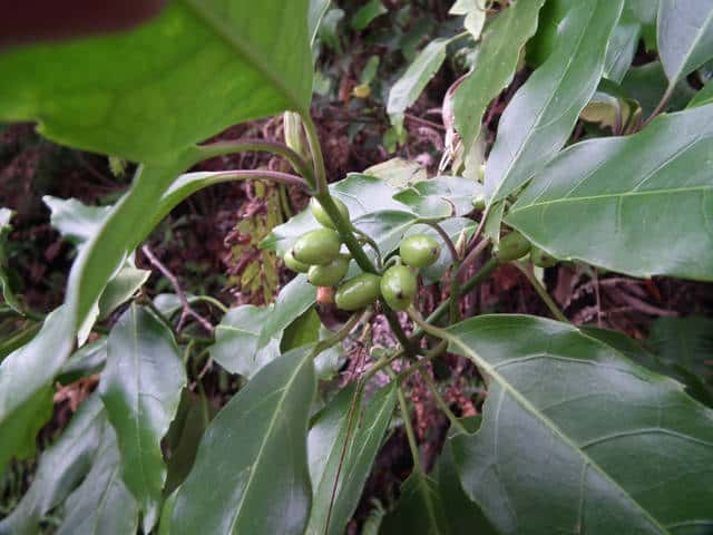 ナンゴクアオキ果実