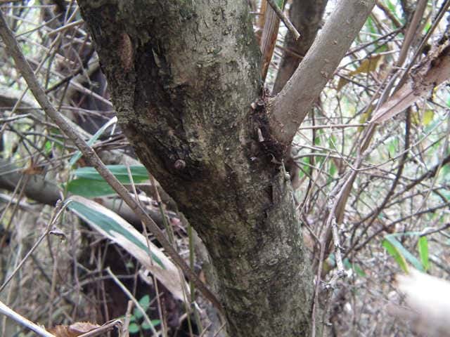 イボタノキ樹皮