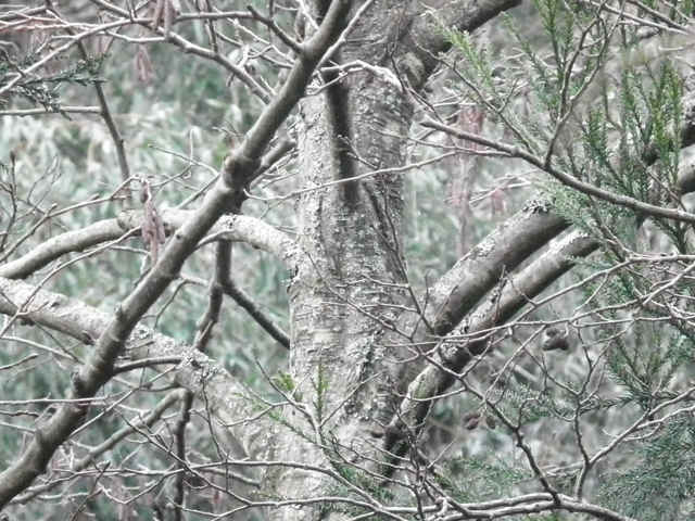 ケヤマハンノキ樹皮