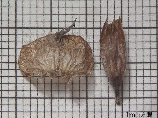 ウツボグサ苞萼