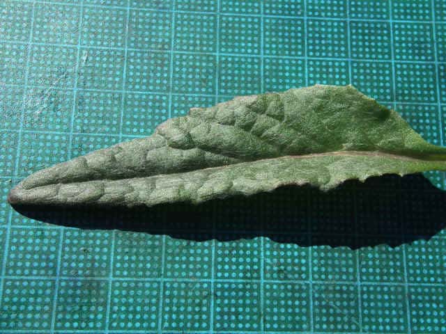 サワオグルマ根生葉
