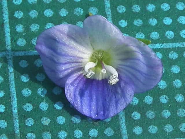 オオイヌノフグリ花