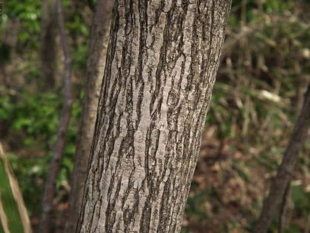 タンナサワフタギ樹皮