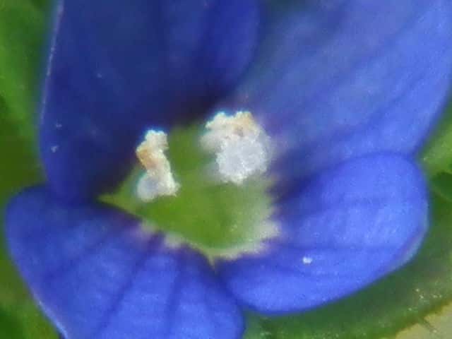 タチイヌノフグリ花