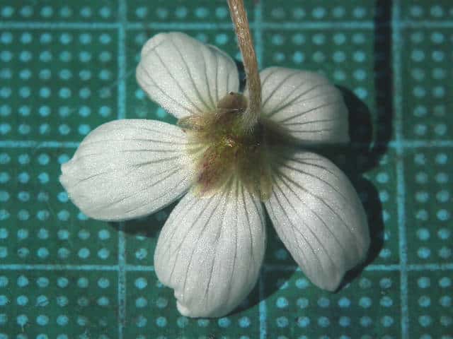 ミヤマカタバミ花