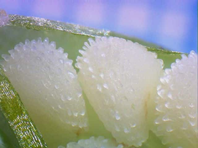 ミドリハコベ種子