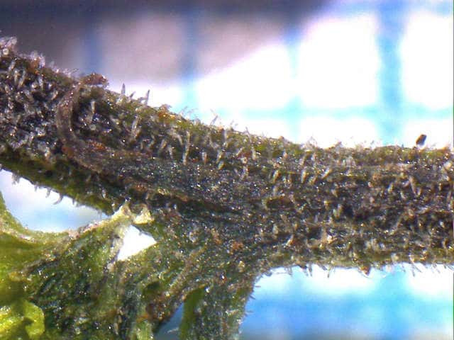 サンショウソウ茎