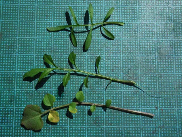 ミチタネツケバナ葉