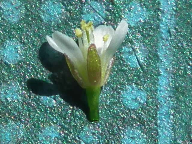 ミチタネツケバナ花