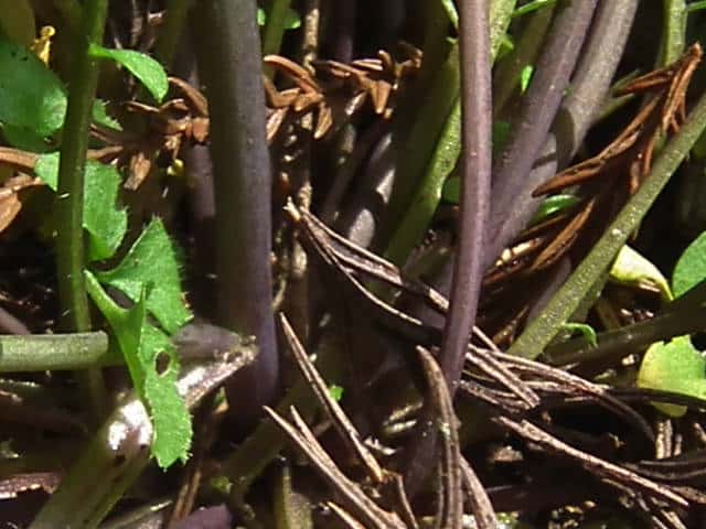 ミチタネツケバナ茎