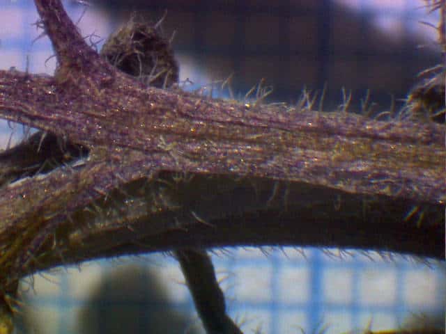 タネツケバナ茎