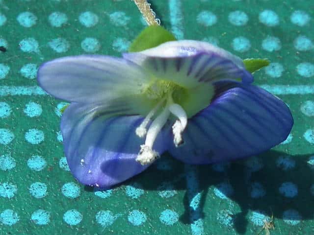 オオイヌノフグリ花
