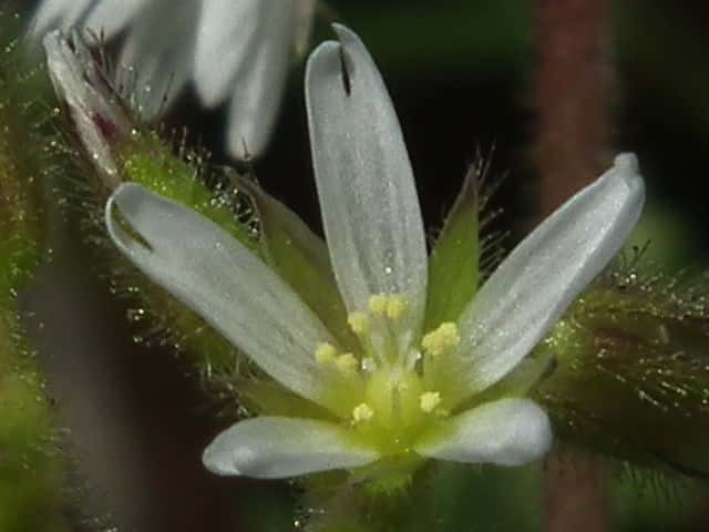 オランダミミナグサ花