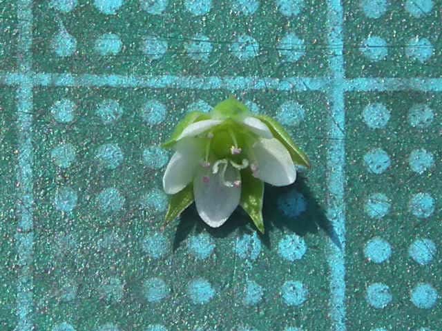 ネバリノミノツヅリ花