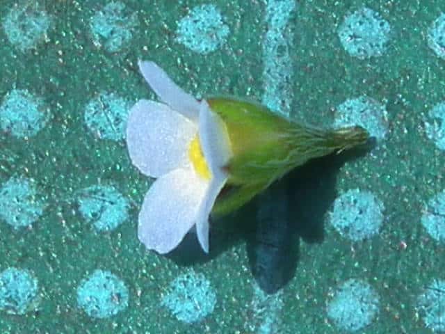 キュウリグサ花