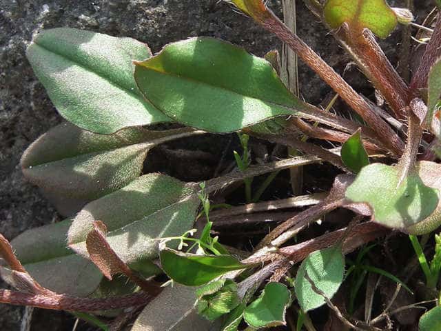 キュウリグサ葉